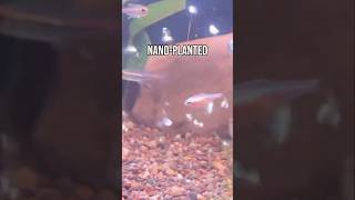 Transforming a Glass Box into a Nano Aquascape Masterpiece [upl. by Ynnavoig]