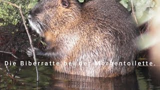 Biberratte bei der Morgentoilette 🐾Nutria  baño de la mañana alemáncastellano  alemán fácilmente [upl. by Aeneas14]