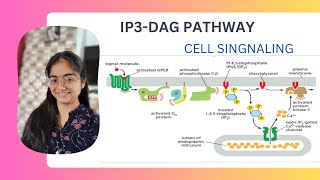 IP3 DAG pathway Cell signaling UNIT4 CSIR NET [upl. by Juta]