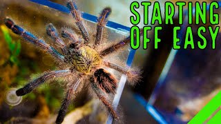 Top 10 Beginner Tarantulas YOU Overlooked [upl. by Yggam]