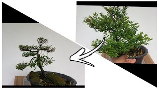 Pruning the branches of a bonsai tree 🌲 [upl. by Rustice]