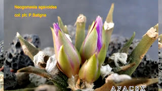 Ariocarpus agavoides Vidéo 529  2016 Batigne Pierre [upl. by Farah630]