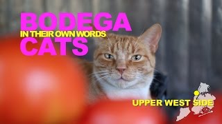 Bodega Cats In Their Own Words Oliver of the Upper West Side [upl. by Natka]