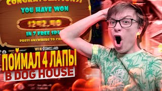 ПОЙМАЛ 4 ЛАПЫ В DOG HOUSE НА DRAGON MONEY ЭТО ЗАНОС  ДРАГОН МАНИ  РОЗЫГРЫШ В ТГ [upl. by Ernst693]