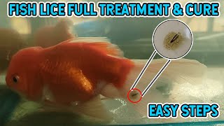 Argulus Fish Parasite  How To Remove From Goldfish  Full Treatment In Easy Steps  No Chemical [upl. by Mitran]