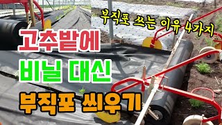 고추농사 고추밭에 비닐 대신 부직포 쓰는 이유 4가지 고추비닐과 부직포 어떤 고추가 잘 자랄까요 [upl. by Atekin]