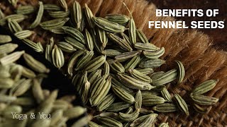 Benefits of Fennel Seeds  Remedy For Good Digestion  Perfect Digestion  VentunoYoga [upl. by Barnebas]