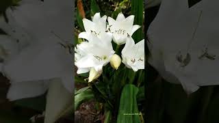 Blooming steps of Crinum latifolium flower shorts flowers rareflowers gardening whiteflower [upl. by Stroud]