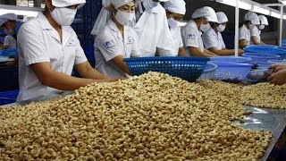 Cashew Nut Processing Modern Technology  Cashew Nut Processing Machine [upl. by Eirhtug77]