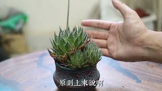 多肉植物开花了怎么办？园艺师教你，多肉开花必须修剪 [upl. by Aciretnahs421]