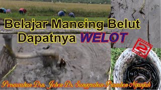 Ternyata Begini Caranya Mancing Belut di Sawah [upl. by Vocaay433]