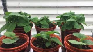 How To Grow A Kiwi Tree Or Vine From Seed Day 53 [upl. by Nuncia]