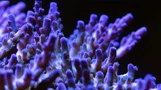 Lets talk about adding SPS corals to your aquarium [upl. by Fifine]