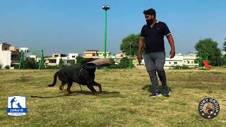 We are here in G13 meet our friend cute dog and start their bite working training and islamabad 🐕🌎 [upl. by Nrehtak909]