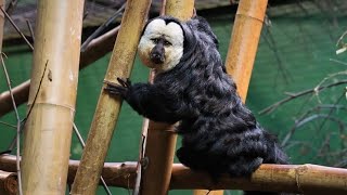 Male Whitefaced Saki Monkey Climbing Bamboo Indoors [upl. by Okimat200]