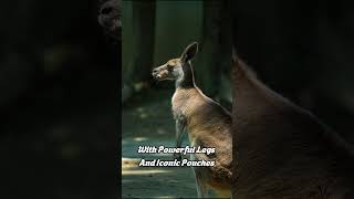 Kangaroo 🦘 quotThe Majestic Hoppers of Australiaquot 🦘🌏 kangaroo animals shorts  Animal Kingdom [upl. by Htrowslle848]