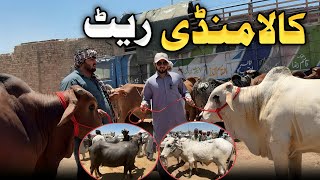 Kala Mandi Peshawar New Updates 2024Peshawar Ki Sub Sai Barai MandiHammadkhan Vlogs [upl. by Abana832]