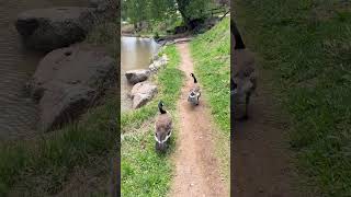 Duck Duck GOOSE Did they bail because I called them ducks 🦆 😬 colorado goose shorts [upl. by Florencia33]