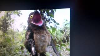 Potoo Bird call [upl. by Yren]