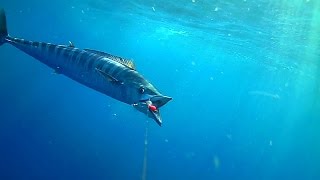 WAHOO amp MACKEREL SMASH BAITS ATTACHED TO UNDERWATER CAMERA [upl. by Dwain]