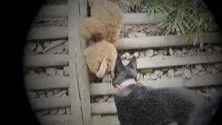 Ultimate Dog Attack On Bear Fight Til Death Dog vs Bear [upl. by Ianahs184]