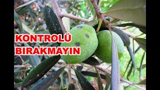 Yaz Döneminde Zeytinde Dikkat Edilecek Zararlılar ve Hastalıklar II Zeytin Kabuklu Biti [upl. by Brahear599]