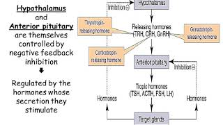 Lec3 Endocrinology [upl. by Akirahc]