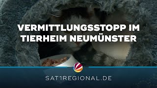 Tierheim Neumünster verhängt Vermittlungsstopp [upl. by Madalena]