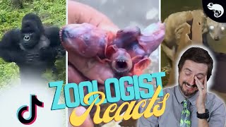 Zoologist Reacts To Viral Animal TikTok [upl. by Colleen]