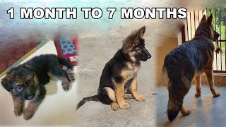 German Shepherd Puppy Growing from 30 Days to 7 Months  Long Coat GSD Puppy Transformation [upl. by Etnuaed]