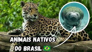 Animais Únicos do Brasil que Você Precisa Conhecer animais [upl. by Frodin201]