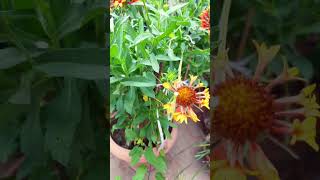 Gaillardia flower gaillardia homegardening shorts shortsviral rooftopgardens [upl. by Adnalra]