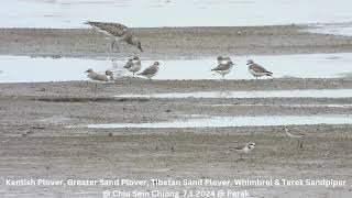 Kentish Plover Greater Sand Plover Tibetan Sand Plover Whimbrel amp Terek Sandpiper  Chiu S C DSCN [upl. by Ardnuahsal]