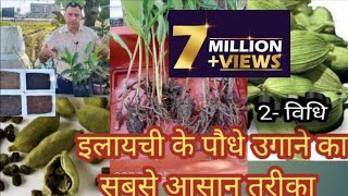 इलायची के पौधे को घर में कैसे उगाएँ  how to grow elaichi at home  पौधा मंगवाने के किए 9826958307 [upl. by Laoj]