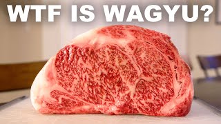 The history science and taste of Wagyu beef [upl. by Luapleahcim]