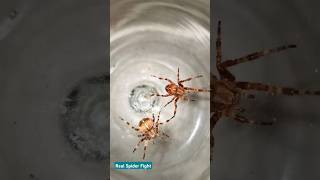 Nice Fight 🕷 spiderfighting spider spiderfight gagamba spiderderby gagambafight orbweaver yt [upl. by Ettelorahc]