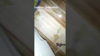 fumigation commercialpestcontrol insects residentialpestcontrol africa ants natur [upl. by Correna]