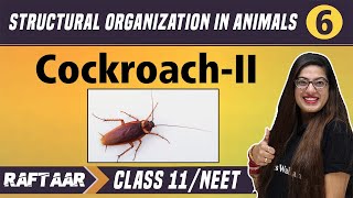 Structural Organization in Animals 06  CockroachII  Class 11NEET  RAFTAAR [upl. by Eresed]