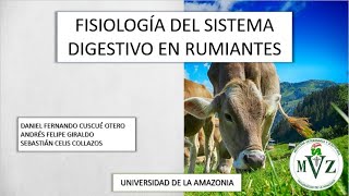 Fisiología del sistema digestivo en Rumiantes en 5 minutos [upl. by Nosmirc654]