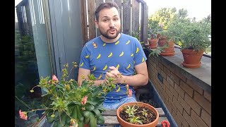 Did any Roots Form Lewisia Cotyledon Propagation Update [upl. by Ethbun168]