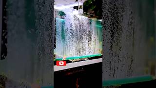 How To Setup Aquarium Filter aquarium filter setupaquarium filtrationbest aquarium filtershorts [upl. by Oht]