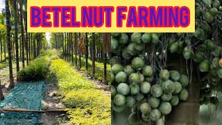 Betel nut farming How to do betel nut farmingsupari ki kati plantation betelnut areca india [upl. by Livvie]