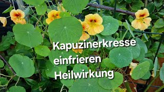 Kapuzinerkresse einfrieren Heilwirkung [upl. by Sheri72]