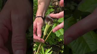 Cool facts about Jack in the Pulpit ShortsVideo WillCounty [upl. by Anert]