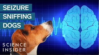 How Dogs Sniff Out Seizures [upl. by Ruthanne]