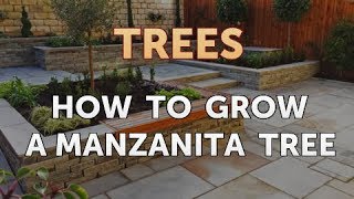 How to Grow a Manzanita Tree [upl. by Lzeil]