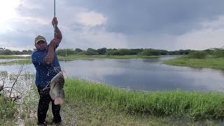 Best Catching Big Tilapia fishes With Single hookBig Tilapia fishes Catch by Small single hook [upl. by Eliseo]