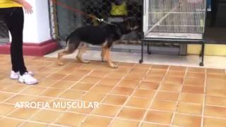 CONTRACTURA MUSCULAR PERRO [upl. by Candless]