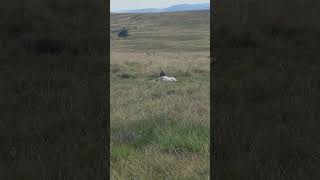 A red kite feasting on an old dead sheep at least it feeds the wildlife redkite birdofprey [upl. by Nichols]