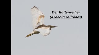 Der Rallenreiher Ardeola ralloides  ein kleiner südlicher Reiher [upl. by Kenlay]